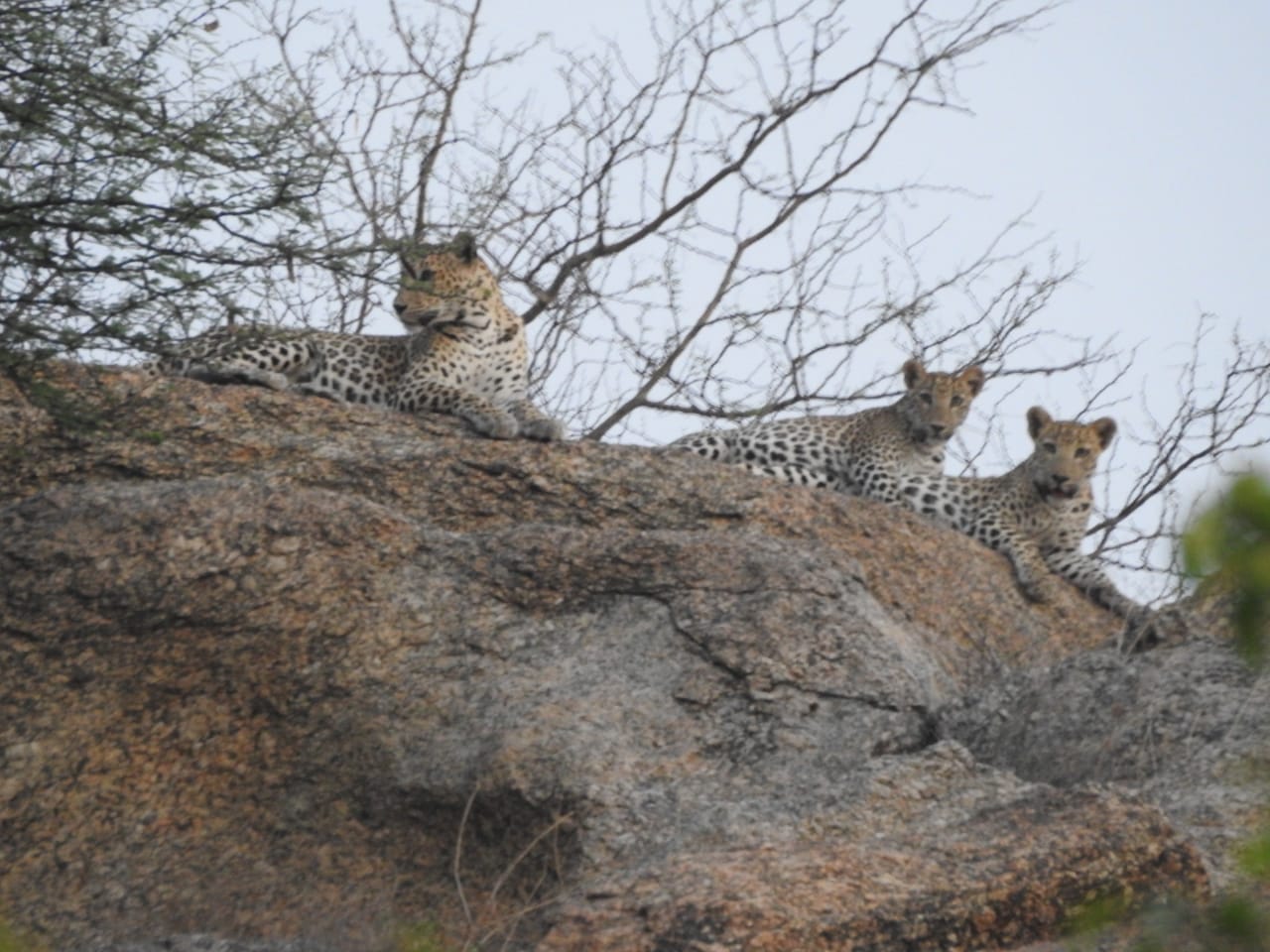 EXPERIENCE WILDLIFEWitness the raw beauty of nature as leopards roam freely and birds serenade the sky. Our camp offers a front-row seat to Jawai’s vibrant wildlife, blending adventure with tranquillity.